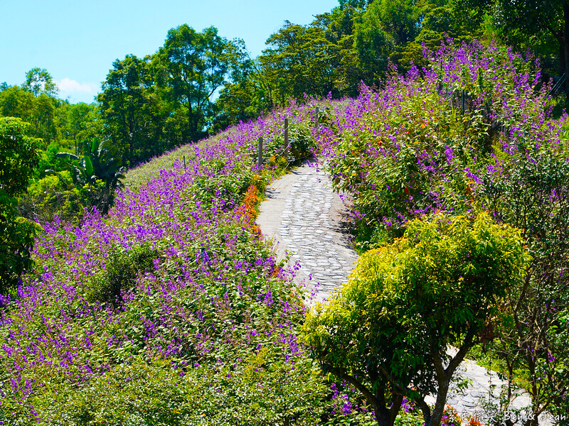 香格里拉休閒農場,宜蘭住宿首選,親子景點玩樂趣,銀絨牡丹季必訪秘境