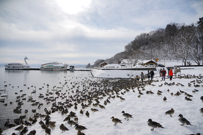 日本福島豬苗代湖冬季必訪！罕見樹冰奇景絕美，天鵝群聚成療癒雪白世界。
