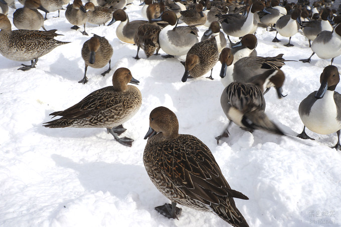 日本福島豬苗代湖冬季必訪！罕見樹冰奇景絕美，天鵝群聚成療癒雪白世界。