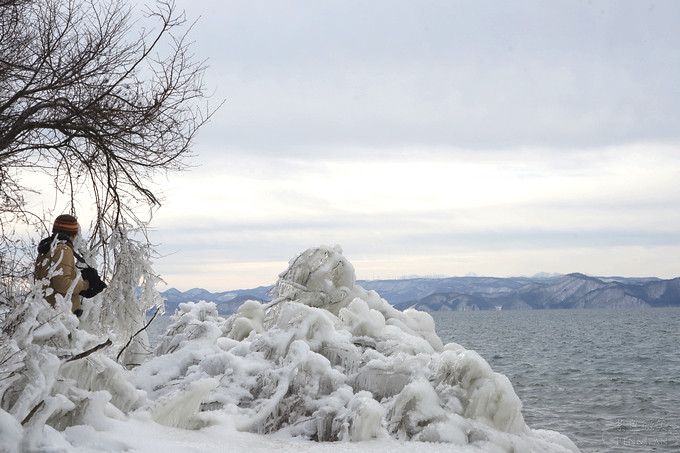 日本福島豬苗代湖冬季必訪！罕見樹冰奇景絕美，天鵝群聚成療癒雪白世界。