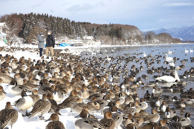 日本福島豬苗代湖冬季必訪！罕見樹冰奇景絕美，天鵝群聚成療癒雪白世界。