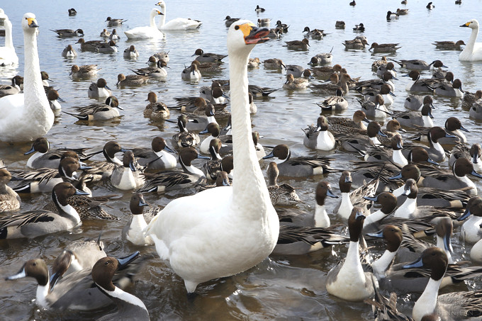 日本福島豬苗代湖冬季必訪！罕見樹冰奇景絕美，天鵝群聚成療癒雪白世界。