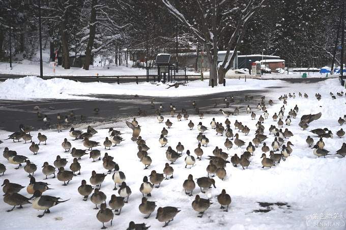 日本福島豬苗代湖冬季必訪！罕見樹冰奇景絕美，天鵝群聚成療癒雪白世界。