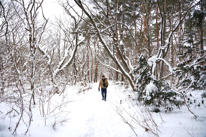 日本福島豬苗代湖冬季必訪！罕見樹冰奇景絕美，天鵝群聚成療癒雪白世界。