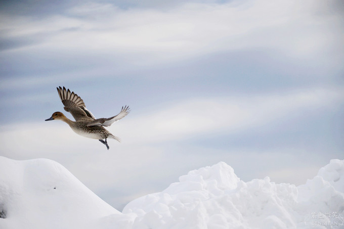 日本福島豬苗代湖冬季必訪！罕見樹冰奇景絕美，天鵝群聚成療癒雪白世界。