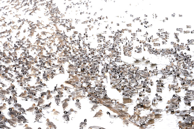 日本福島豬苗代湖冬季必訪！罕見樹冰奇景絕美，天鵝群聚成療癒雪白世界。