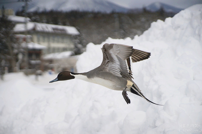 日本福島豬苗代湖冬季必訪！罕見樹冰奇景絕美，天鵝群聚成療癒雪白世界。