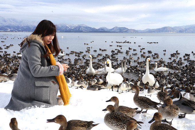 日本福島豬苗代湖冬季必訪！罕見樹冰奇景絕美，天鵝群聚成療癒雪白世界。