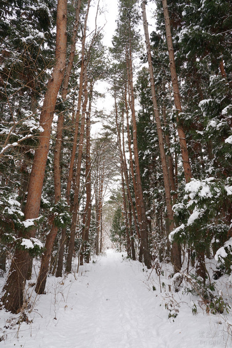日本福島豬苗代湖冬季必訪！罕見樹冰奇景絕美，天鵝群聚成療癒雪白世界。