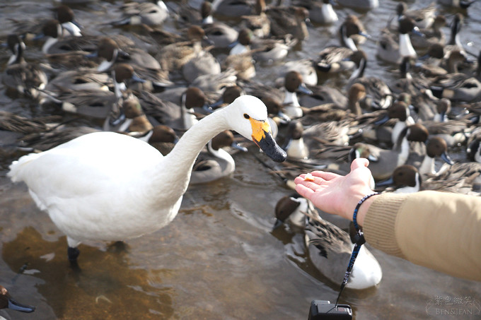 日本福島豬苗代湖冬季必訪！罕見樹冰奇景絕美，天鵝群聚成療癒雪白世界。