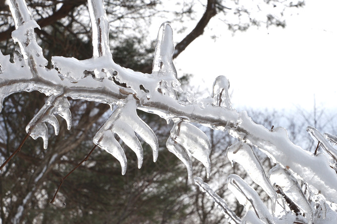 日本福島豬苗代湖冬季必訪！罕見樹冰奇景絕美，天鵝群聚成療癒雪白世界。