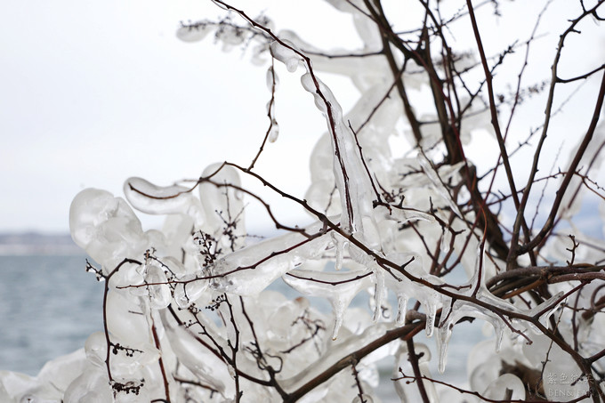 日本福島豬苗代湖冬季必訪！罕見樹冰奇景絕美，天鵝群聚成療癒雪白世界。
