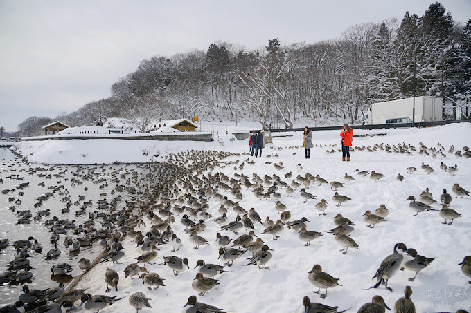 日本福島豬苗代湖冬季必訪！罕見樹冰奇景絕美，天鵝群聚成療癒雪白世界。