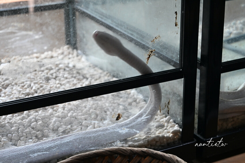 日本最長水中鐘乳石洞！大分旅遊必訪水中鐘乳石洞，玩浮潛泡桑拿秘境。