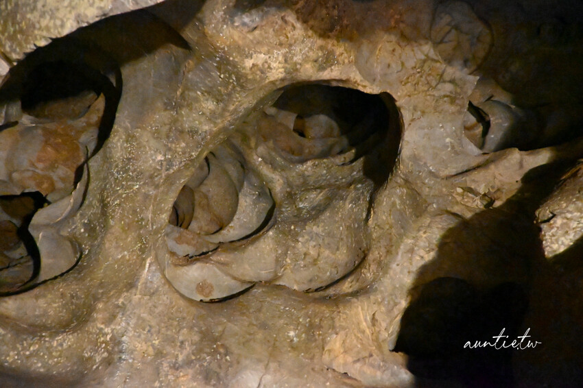 日本最長水中鐘乳石洞！大分旅遊必訪水中鐘乳石洞，玩浮潛泡桑拿秘境。