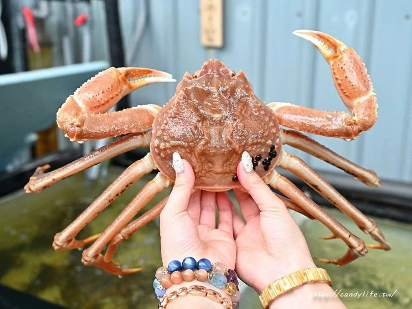 台中市南屯區菁選涮涮鍋｜台中這間活體海鮮鍋物太狂啦！活體松葉蟹超低價雙人只要2999元，還有活體象拔蚌兩吃！