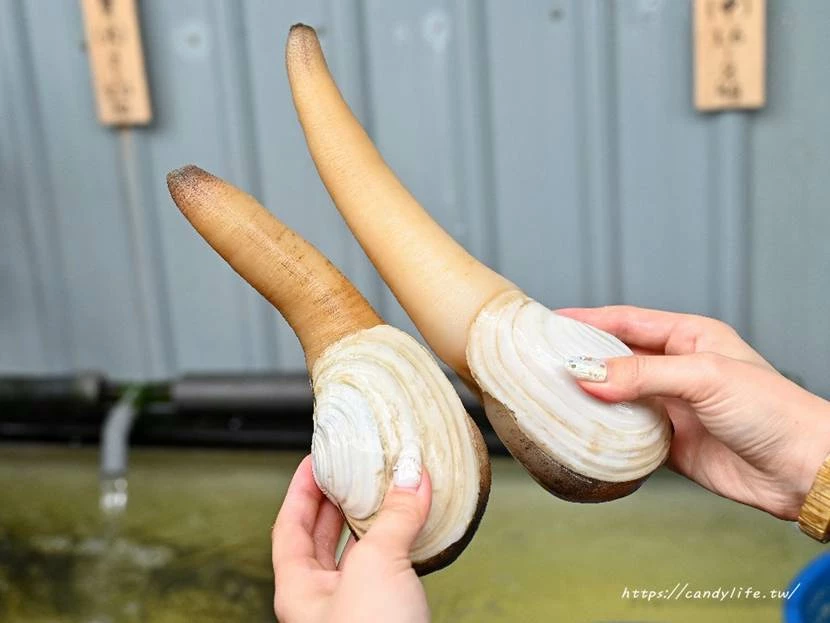 台中市南屯區菁選涮涮鍋｜台中這間活體海鮮鍋物太狂啦！活體松葉蟹超低價雙人只要2999元，還有活體象拔蚌兩吃！