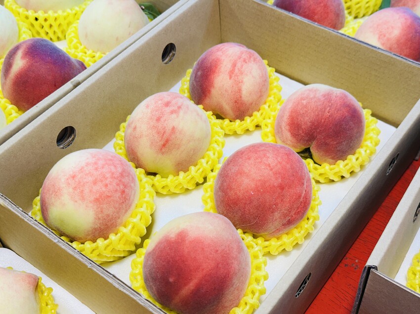 2025探索北橫必玩！「靜謐放鬆之旅－採果之旅」體驗分享｜水