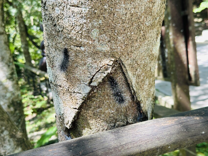 2025探索北橫必玩！「靜謐放鬆之旅－採果之旅」體驗分享｜水