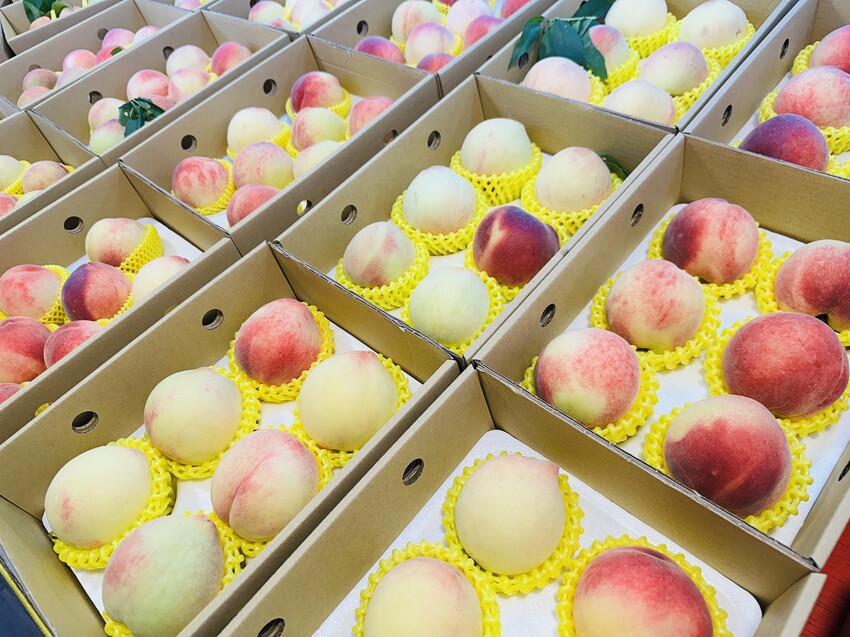 2025探索北橫必玩！「靜謐放鬆之旅－採果之旅」體驗分享｜水