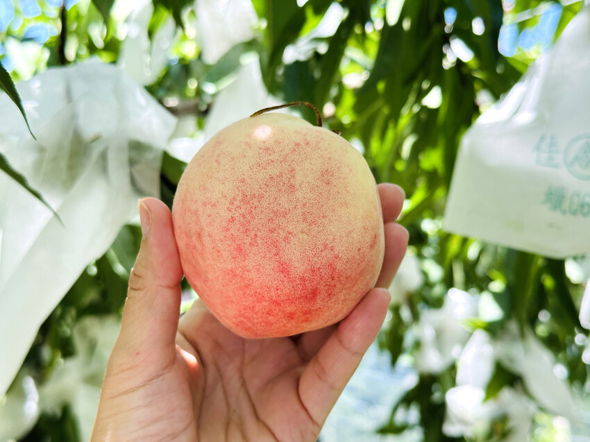 2025探索北橫必玩！「靜謐放鬆之旅－採果之旅」體驗分享｜水