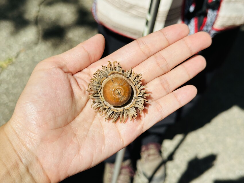 2025探索北橫必玩！「靜謐放鬆之旅－採果之旅」體驗分享｜水