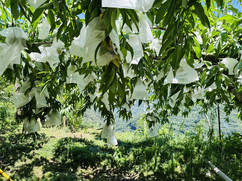 2025探索北橫必玩！「靜謐放鬆之旅－採果之旅」體驗分享｜水