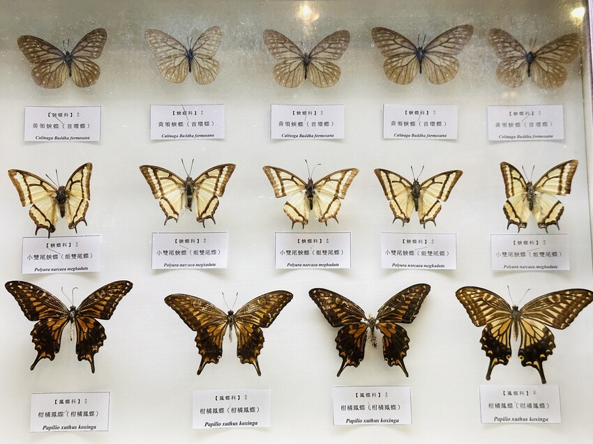 2025探索北橫必玩！「靜謐放鬆之旅－採果之旅」體驗分享｜水