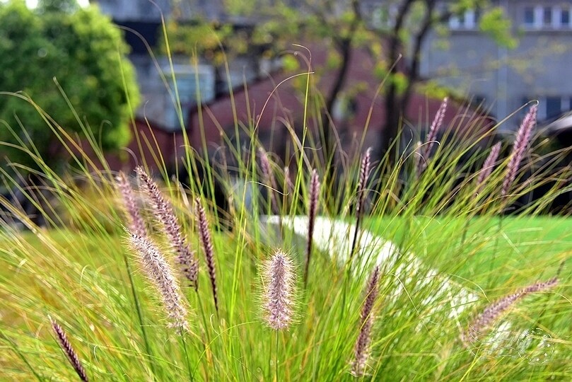 中興文化創意園區