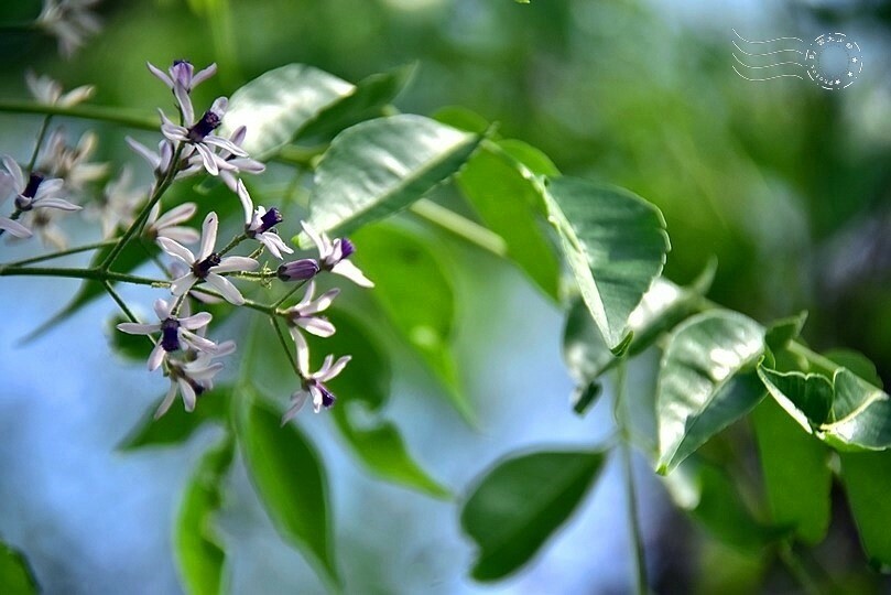 苦楝花