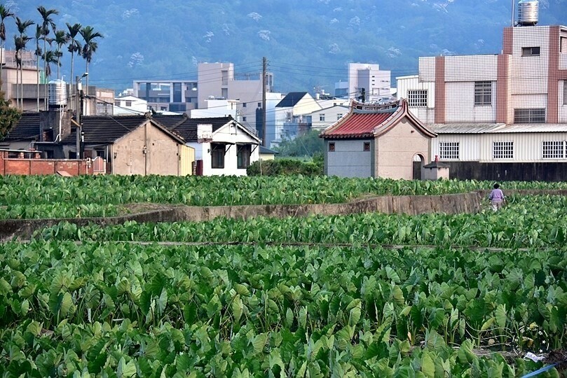 苗栗【品味小吃坊】對面芋田