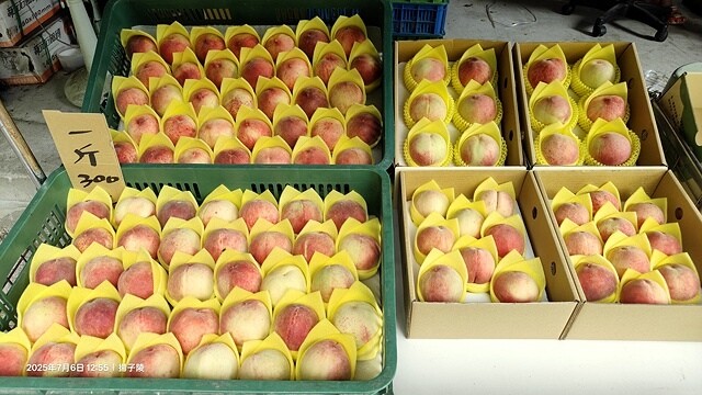 2025愛在一起玩,今夏露營趣Day 2,🌲拉拉山國家森林遊