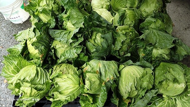 2025愛在一起玩,今夏露營趣Day 3,🏕️拉拉山天恩農場 2025愛在一起玩,今夏露營趣Day 3,🏕️拉拉山天恩農場