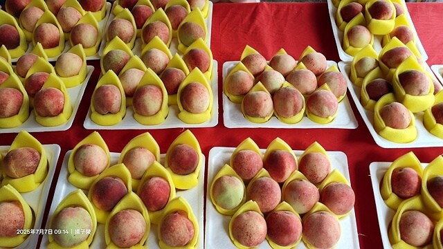 2025愛在一起玩,今夏露營趣Day 3,🏕️拉拉山天恩農場 2025愛在一起玩,今夏露營趣Day 3,🏕️拉拉山天恩農場