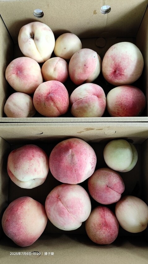 2025愛在一起玩,今夏露營趣Day 2,🌲拉拉山國家森林遊