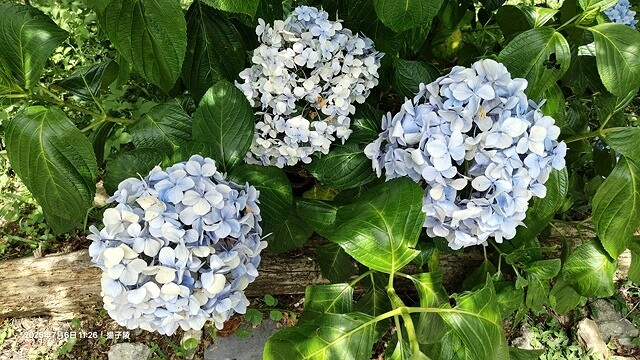 2025愛在一起玩,今夏露營趣Day 2,🌲拉拉山國家森林遊