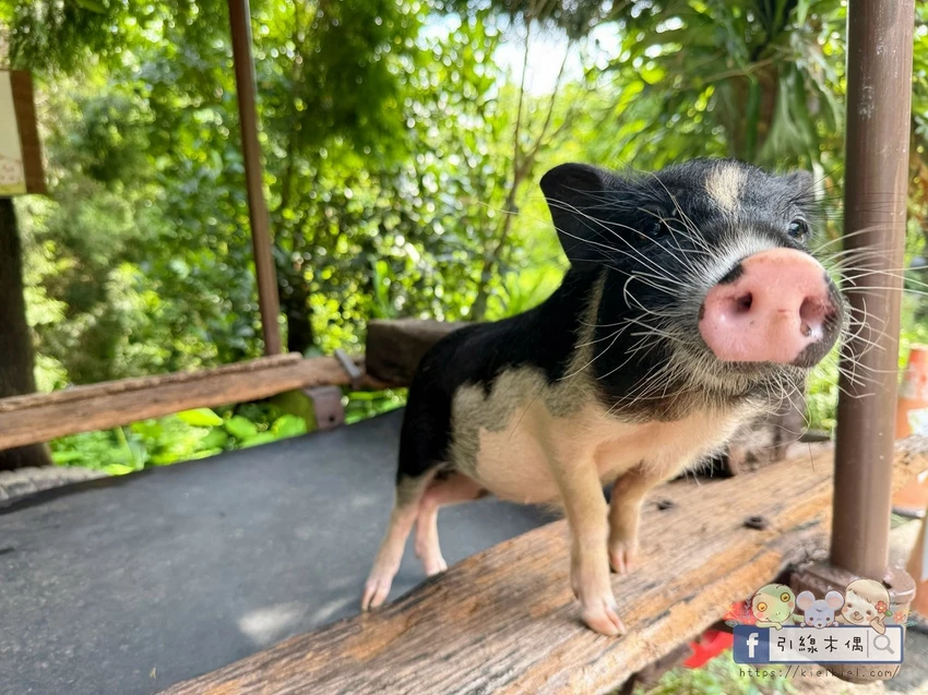 嘉義縣中埔鄉《築夢森居》必玩活動TOP5是?嘉義露營推薦!親子評價&住宿攻略一次看。漂漂河還有10多種活動~放電玩翻夏季!