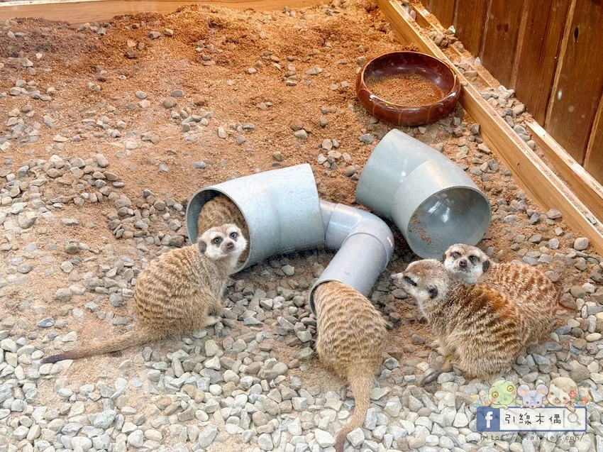 新竹縣尖石鄉泡湯秘境在哪？《新月塢溫泉》3個理由，帶你走進森林系溫泉的趣味。