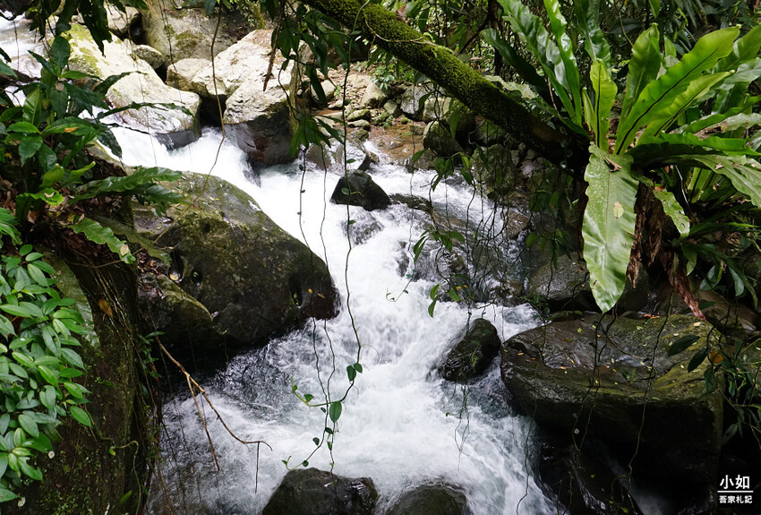 新竹尖石馬胎古道步道！百年茄苳樹 繩索吊橋，悠閒健行好去處。
