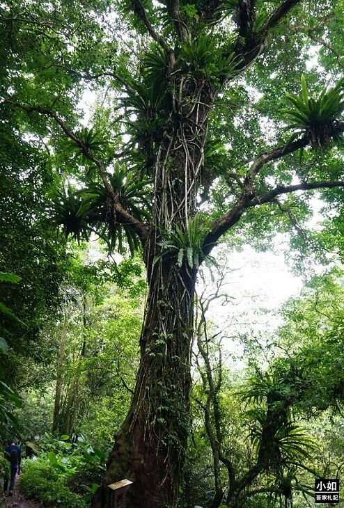 新竹尖石馬胎古道步道！百年茄苳樹 繩索吊橋，悠閒健行好去處。