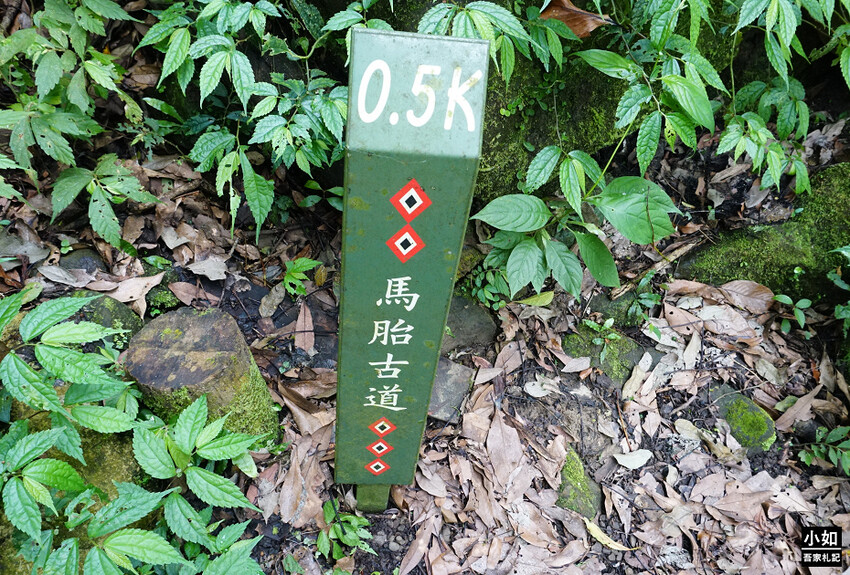 新竹尖石馬胎古道步道！百年茄苳樹 繩索吊橋，悠閒健行好去處。