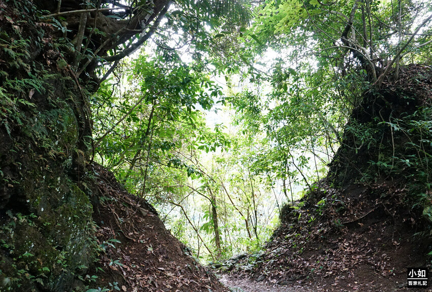 新竹尖石馬胎古道步道！百年茄苳樹 繩索吊橋，悠閒健行好去處。