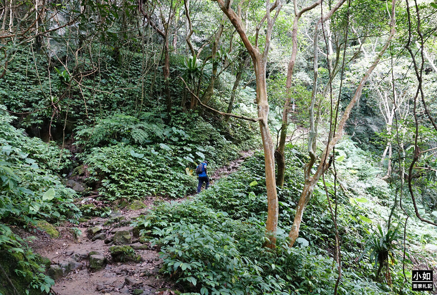 新竹尖石馬胎古道步道！百年茄苳樹 繩索吊橋，悠閒健行好去處。