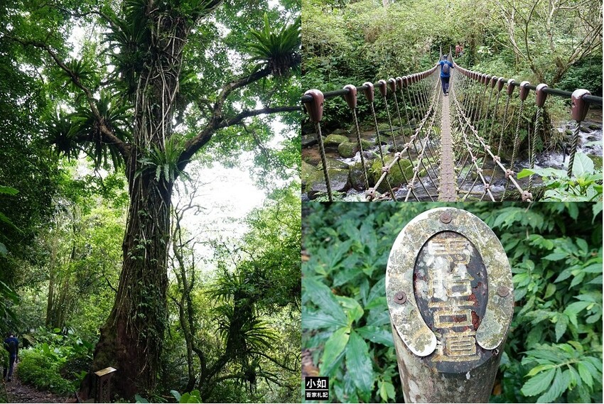 新竹尖石馬胎古道步道！百年茄苳樹 繩索吊橋，悠閒健行好去處。