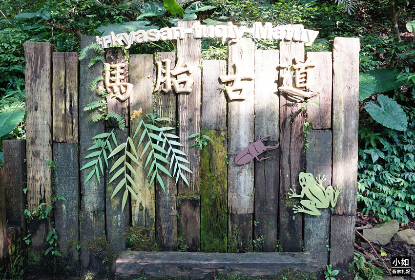 新竹尖石馬胎古道步道！百年茄苳樹 繩索吊橋，悠閒健行好去處。