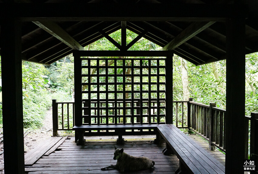 新竹尖石馬胎古道步道！百年茄苳樹 繩索吊橋，悠閒健行好去處。