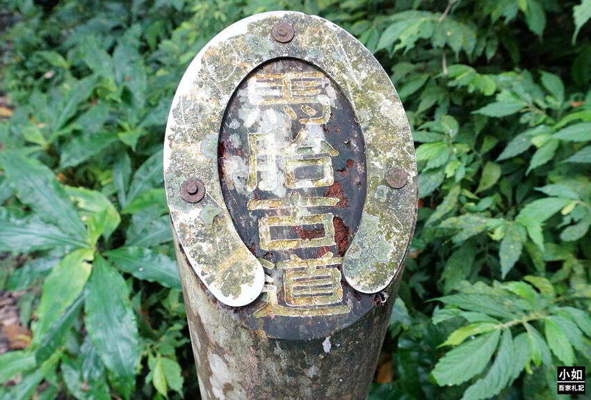 新竹尖石馬胎古道步道！百年茄苳樹 繩索吊橋，悠閒健行好去處。
