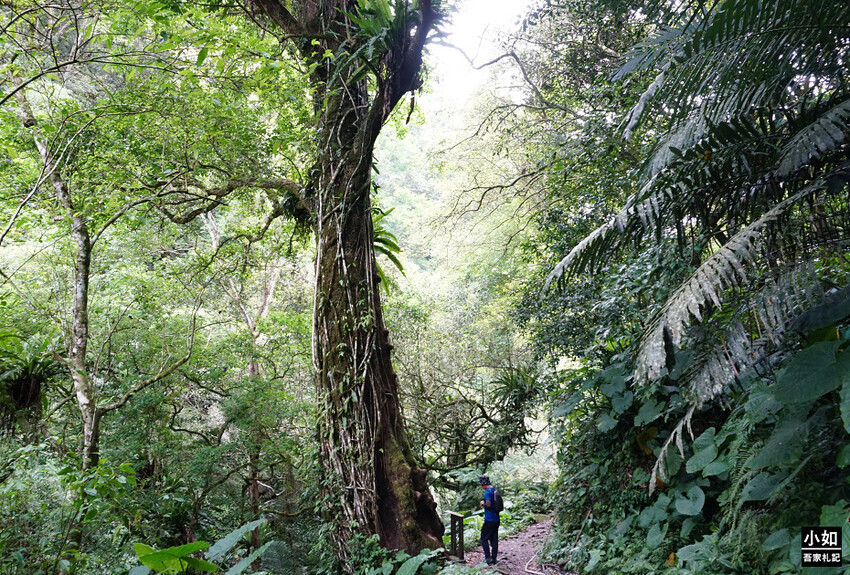 新竹尖石馬胎古道步道！百年茄苳樹 繩索吊橋，悠閒健行好去處。