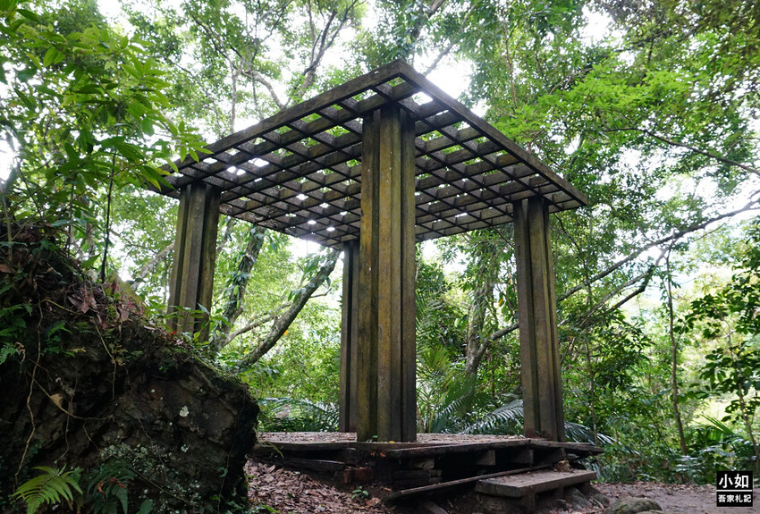 新竹尖石馬胎古道步道！百年茄苳樹 繩索吊橋，悠閒健行好去處。