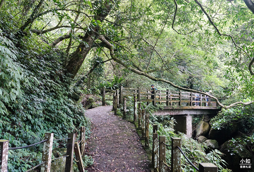 新竹尖石馬胎古道步道！百年茄苳樹 繩索吊橋，悠閒健行好去處。